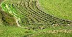 Fri 17th<br/>horses and maize