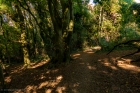 Wed 26th<br/>stroll through the woods
