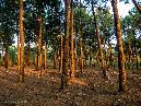 evening pine forest