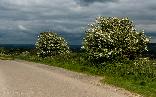 Mon 30th<br/>two hawthorn bushes