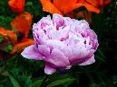 peony and poppies