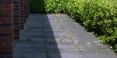 brick paving hedge shadow