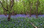 Sun 27th<br/>english bluebells