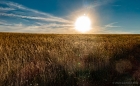 low sun - parched grass