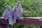 collared doves