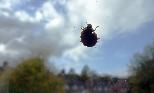 Mon 26th<br/>a ladybird from below
