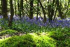 Fri 9th<br/>bluebells and moss