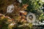 Sat 19th<br/>tangled webs