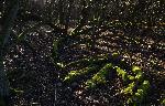 Sat 29th<br/>mossy logs