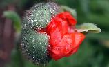 emerging poppy