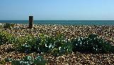 sea cabbage