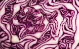 Wed 7th<br/>red cabbage