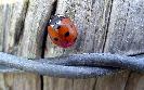Tue 9th<br/>ladybird and barbed wire