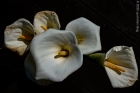 Sun 11th<br/>lillies going over