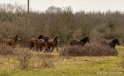 exmoor ponies running wild