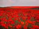 south heighton poppies