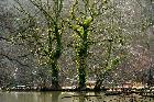 Sun 21st<br/>trees are green