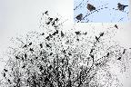 Wed 8th<br/>tree full of fieldfares