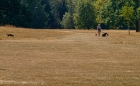 Thu 13th<br/>parched grass