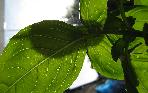 glorious basil