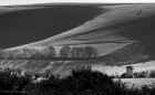 stand of pale trees (b/w)