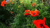 poppies - two kinds