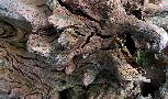 Mon 28th<br/>scary wood