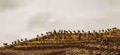 Tue 18th<br/>starlings on our roof