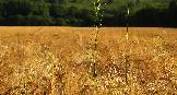 depth of field