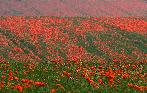 Sun 14th<br/>those poppies again