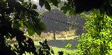 through the trees