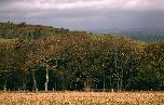 Fri 25th<br/>dark woodland