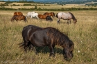 Wed 13th<br/>pony colours
