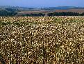 Wed 25th<br/>wheat