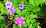 Tue 5th<br/>geraniums