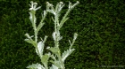 two plants