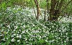 Thu 7th<br/>wild garlic