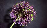 purple alium