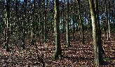 Sun 20th<br/>beech woods