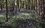 Sun 26th<br/>bluebell season