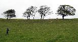 four trees