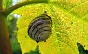 Sun 28th<br/>snail & aphids on sycamore