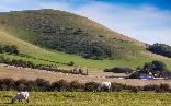 mount caburn and sheep