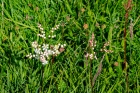 Tue 18th<br/>dropwort