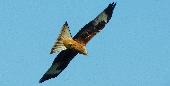 red kite