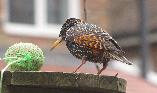 starling