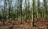 forest trail