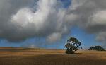 Mon 13th<br/>tree in a field