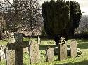 lugubrious yew
