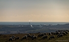 incinerator, ferry, sheep